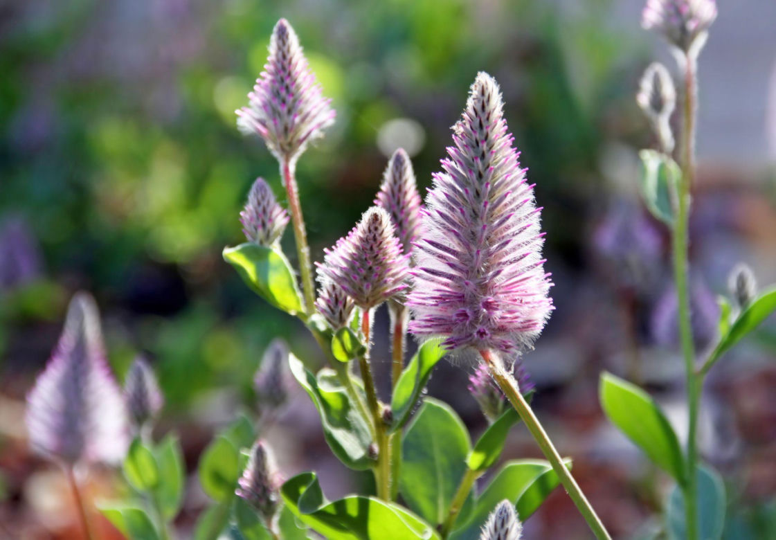 Ptilotus exaltatus 