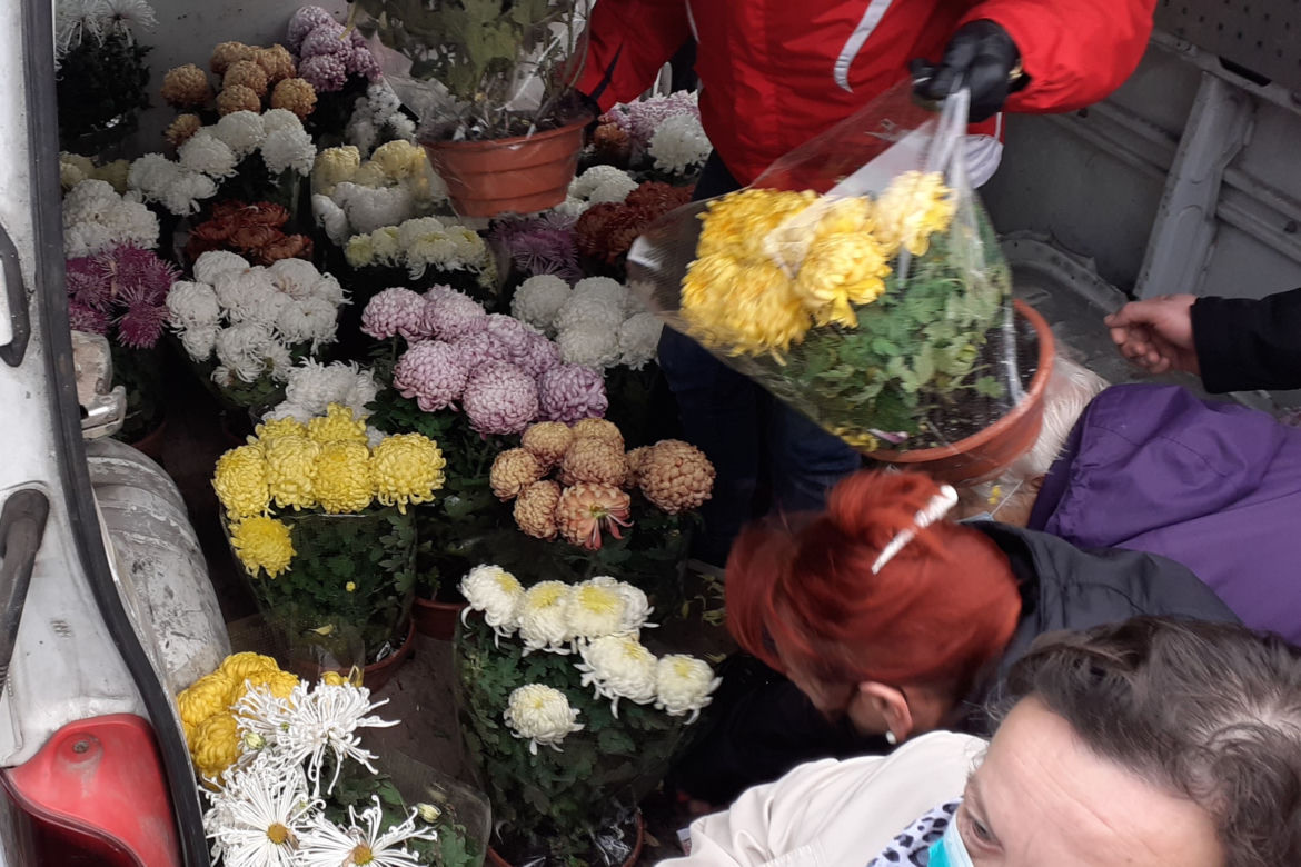 Od-Ważne kobiety rozdawały chryzantemy w Iławie