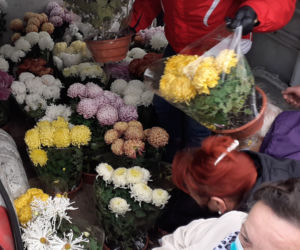 Od-Ważne kobiety rozdawały chryzantemy w Iławie