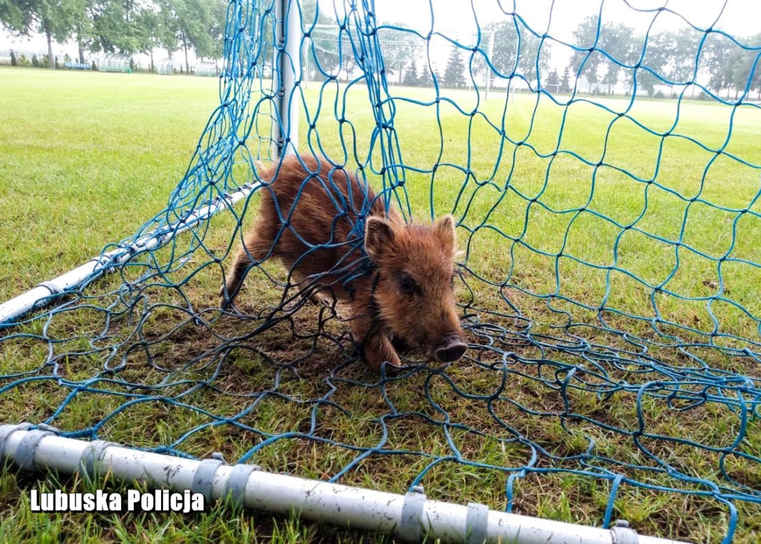 Piłkarska pasja dla małych dzików okazałą się bardzo niebezpieczna. 