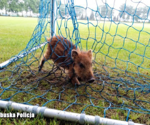 Piłkarska pasja dla małych dzików okazałą się bardzo niebezpieczna. 