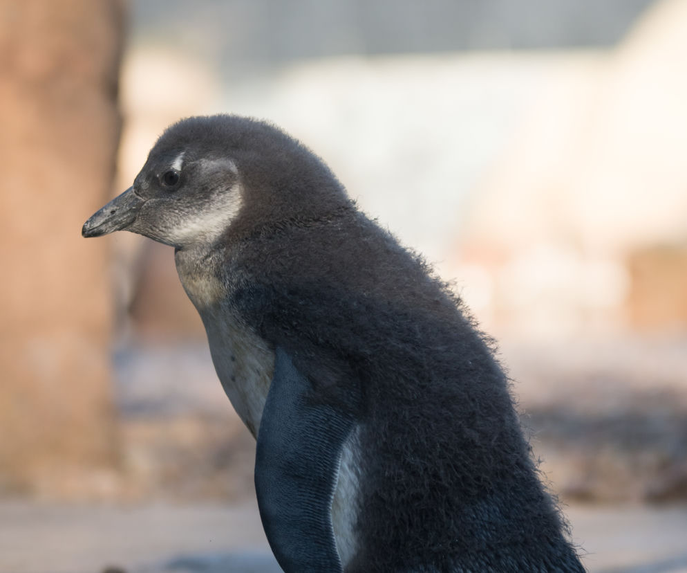 Nowy pingwin we wrocławskim zoo