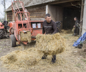 Rolnicy. Podlasie odcinek 17. Sławek opowie jak poznał Gienka. Emilka będzie wspominać dzieciństwo. W Bronowie dużo pracy