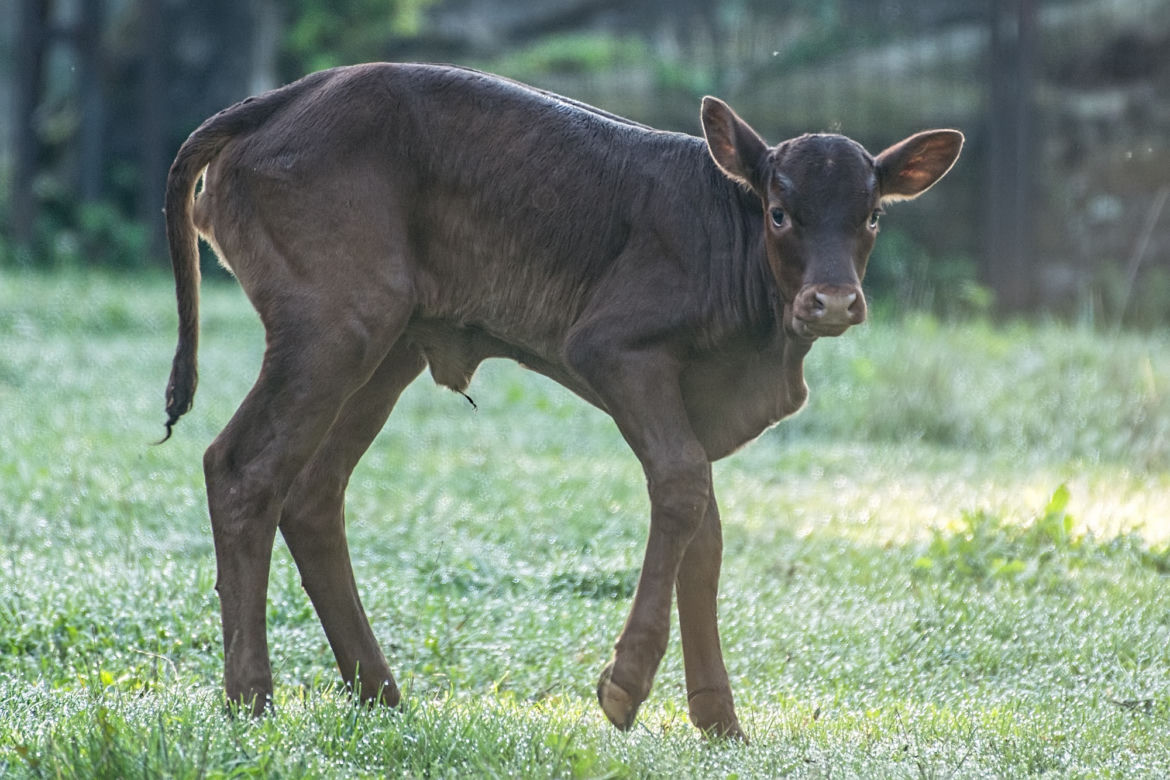 Baby boom we wrocławskim zoo