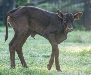 Baby boom we wrocławskim zoo