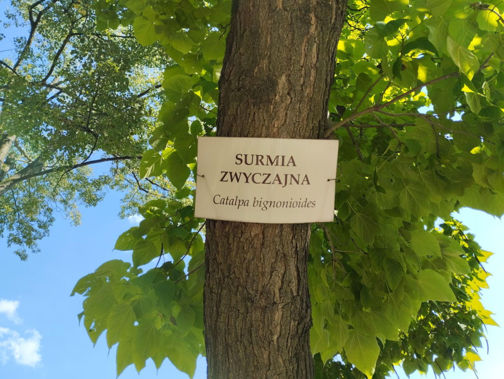 Pomniki przyrody w Parku Strzeleckim w Tarnowie