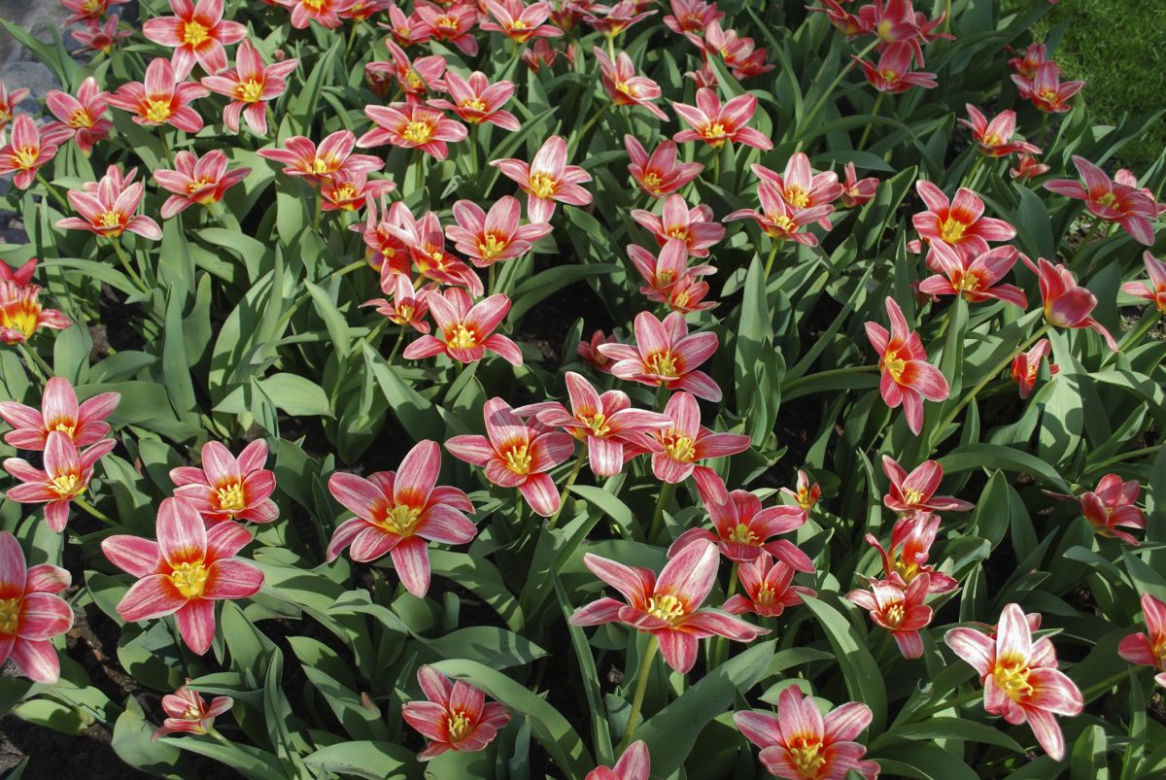 Tulipany Kaufmanna
