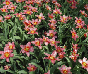 Tulipany Kaufmanna