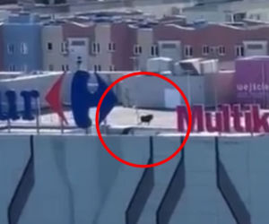 Łoś spacerował po dachu centrum handlowego w Elblągu. Jak się tam znalazł?! [ZDJĘCIA]