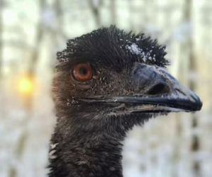 Emu znaleziony w lesie pod Garwolinem