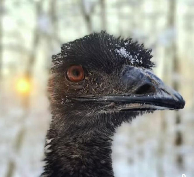 Emu znaleziony w lesie pod Garwolinem