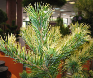 Sosna drobnokwiatowa 'Goldilocks'