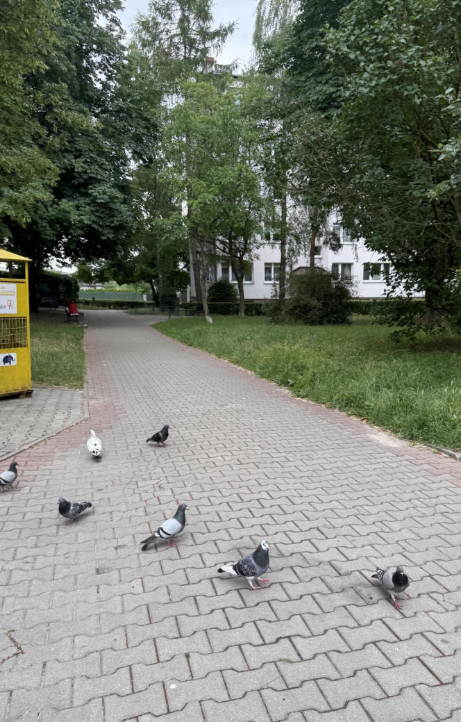 Tragedia w Lublinie. Kurier potrącił seniorkę. Kobieta nie żyje