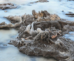 Bałtyk odsłonił las sprzed tysięcy lat