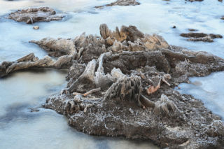 Bałtyk odsłonił las sprzed tysięcy lat