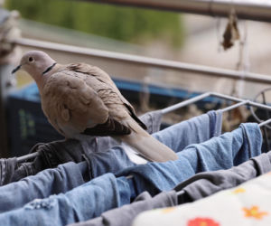 Jak pozbyć się gołębi z balkonu