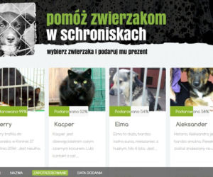 Bezdomnym zwierzakom z Warszawy i okolic teraz pomożesz przez internet