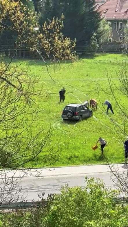 Horror na łące! Znęcali się nad cielakiem, wjeżdżali w niego samochodem