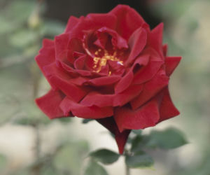 roze