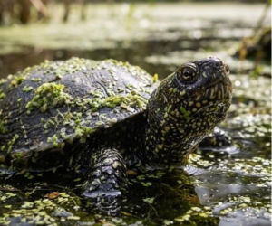 Pamiętają lata 70. i mogą żyć 120 lat. Poznaj najbardziej skrytych mieszkańców Wielkopolski