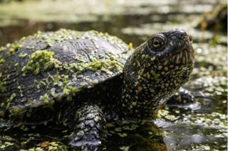 Tajemniczy rezerwat pod Lesznem. Mało kto wie, że żyją tu te polskie dinozaury [ZDJĘCIA]