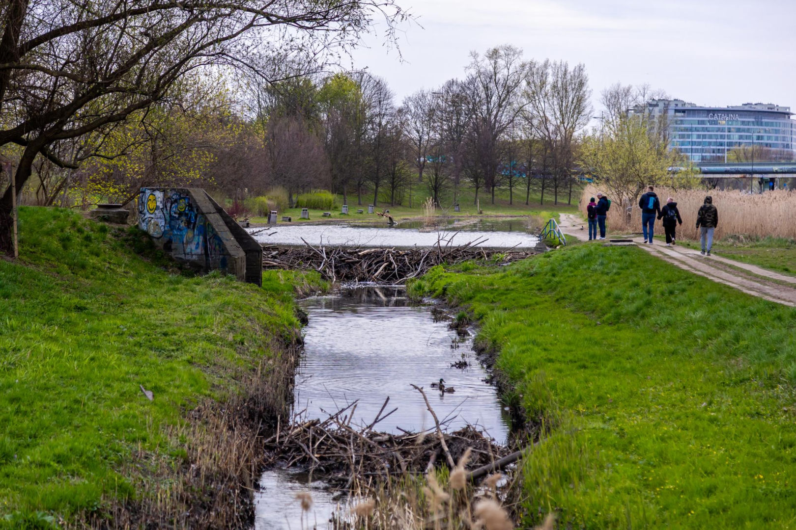 Bobrowe tamy na Potoku Służewieckim w Warszawie