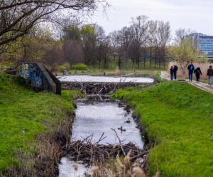 Bobrowe tamy na Potoku Służewieckim w Warszawie