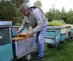 Mój miód kładzie na kolana