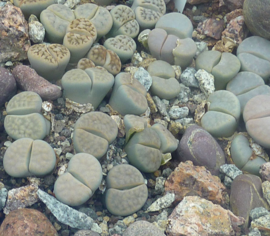 Litopsy (Lithops)