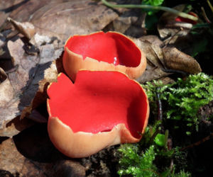 To nie żart! W polskich lasach już pojawiły się pierwsze grzyby. Wielu nie zdaje sobie sprawy, że są jadalne