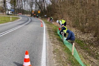 Więźniowie z woj. lubelskiego ratują żaby