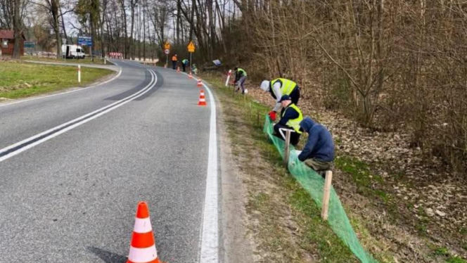 Więźniowie z woj. lubelskiego ratują żaby