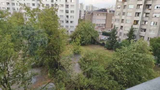 Gwałtowna burza nad Warszawą. Drzewa wyrwane z korzeniami w 5 minut!