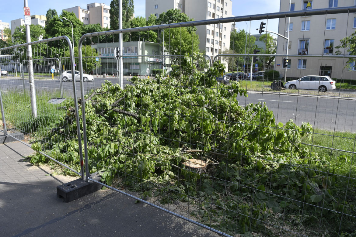 Wycinka drzew na Mokotowie. Mieszkańcy zbulwersowani, tramwajarze uspokajają