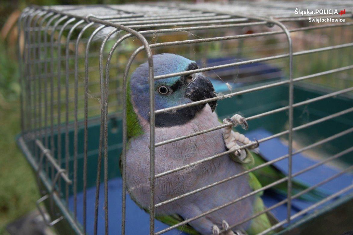 Na terenie Świętochłowic zrobili sobie mini-zoo. Zwierzęta były strasznie zaniedbane