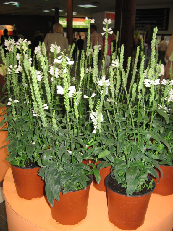 Odętka wirginijska 'Crystal Peak White'