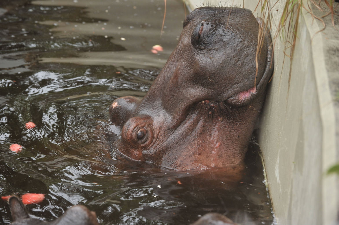 Wielkie święto w warszawskim ZOO. Hipopotamica Pelagia świętowała 37. urodziny