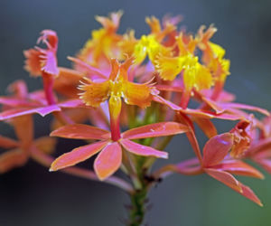 Epidendrum