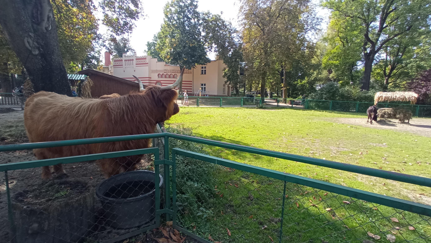 Stare ZOO w Poznaniu. Idealne miejsce na rodzinne spacery w sercu miasta 