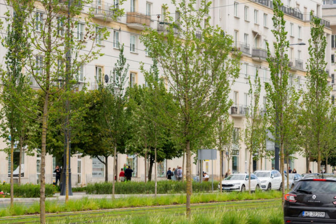 „Ale się wyciągnęła!”. Sprawdzamy, jak wygląda zasadzona w zeszłym roku miejska zieleń - ZDM Warszawa