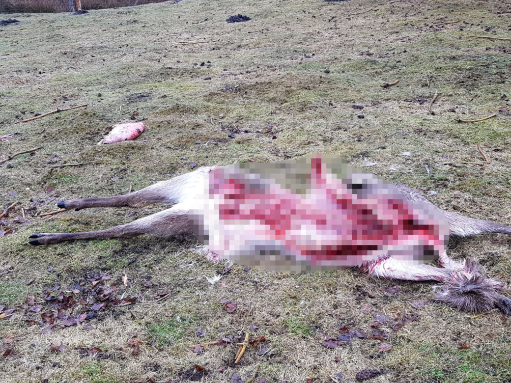 Wilki zagryzły zwierzęta hodowlane
