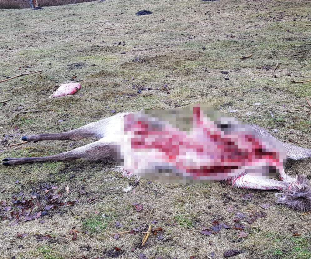 Wilki zagryzły zwierzęta hodowlane