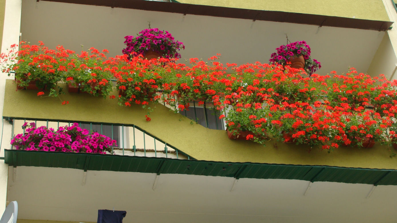 Najpiękniejsze balkony w Starachowicach
