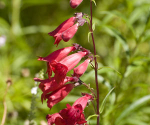 Penstemon