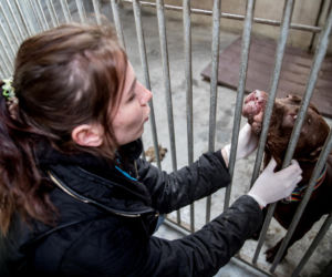 Mieszkańcy Krakowa chętnie adoptują psy w czasie koronawirusa