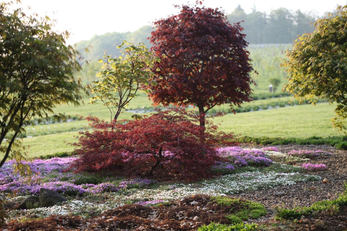 Arboretum Wojsławice prezentuje pełną paletę barw