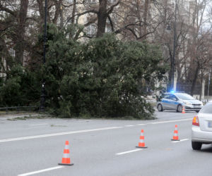 Warszawa: Al Ujazdowskie, potężne drzewo spadło na autobus i zablokowało ulicę