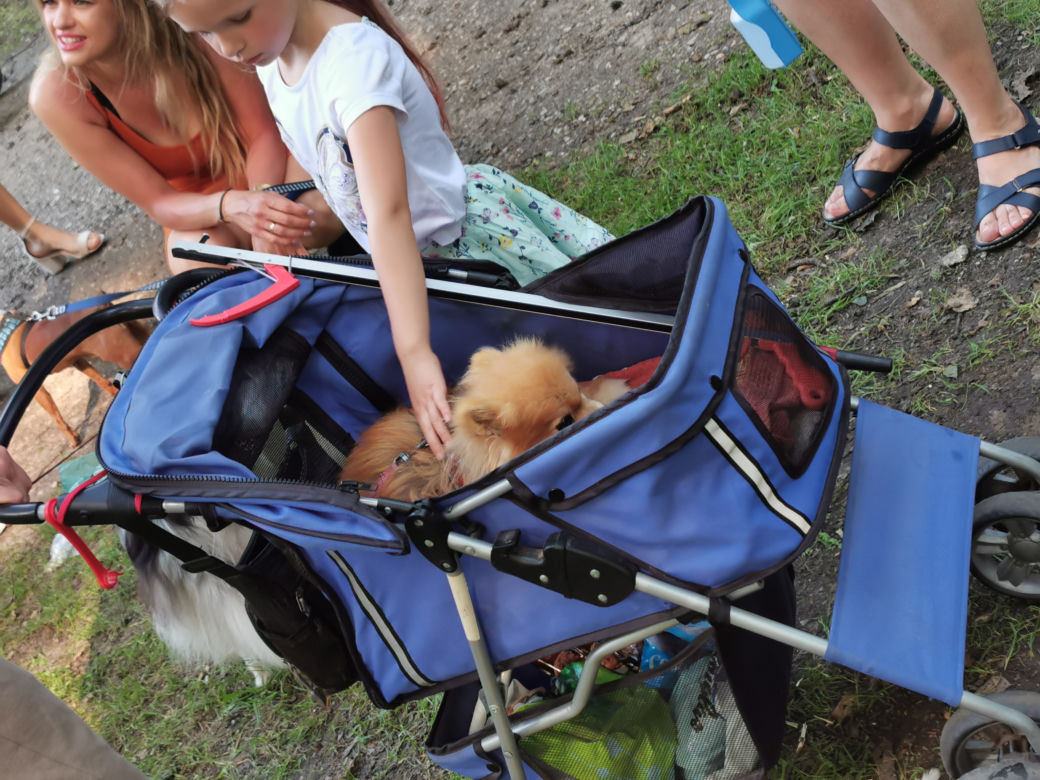 Świętowali Dzień Psa w kaliskim Parku Miejskim