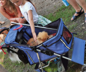 Świętowali Dzień Psa w kaliskim Parku Miejskim