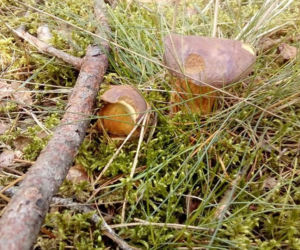 Grzybobranie 2017 w Bydgoszczy i okolicach [ZDJĘCIA CZYTELNIKÓW]